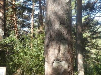 Pino de la Cadena (Valle de Siete Picos, Sierra de Guadarrama); mejor gps senderismo senderismo madr